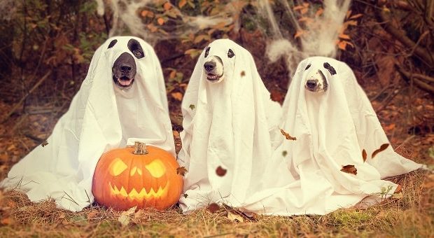 10 – Halloween